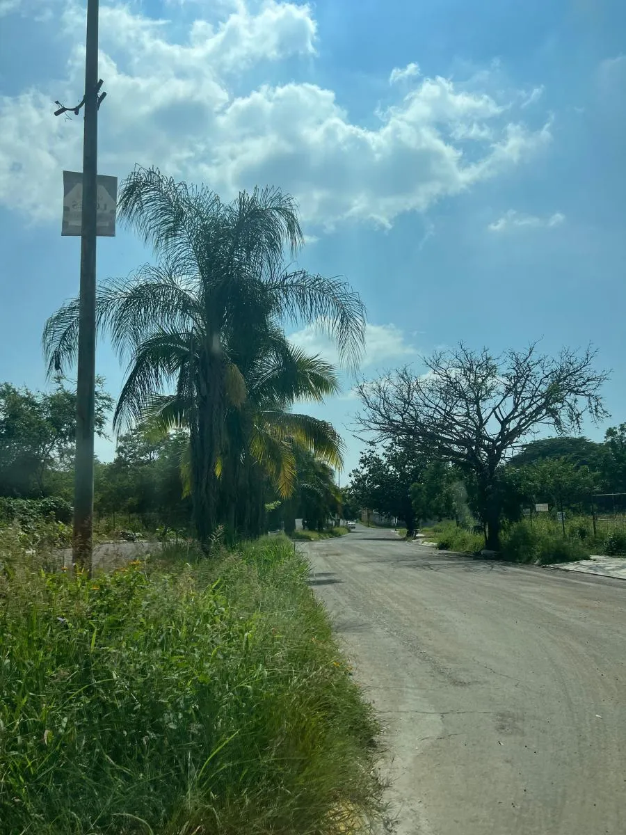 Calle con palmeras en la zona de Lagunas Bari
