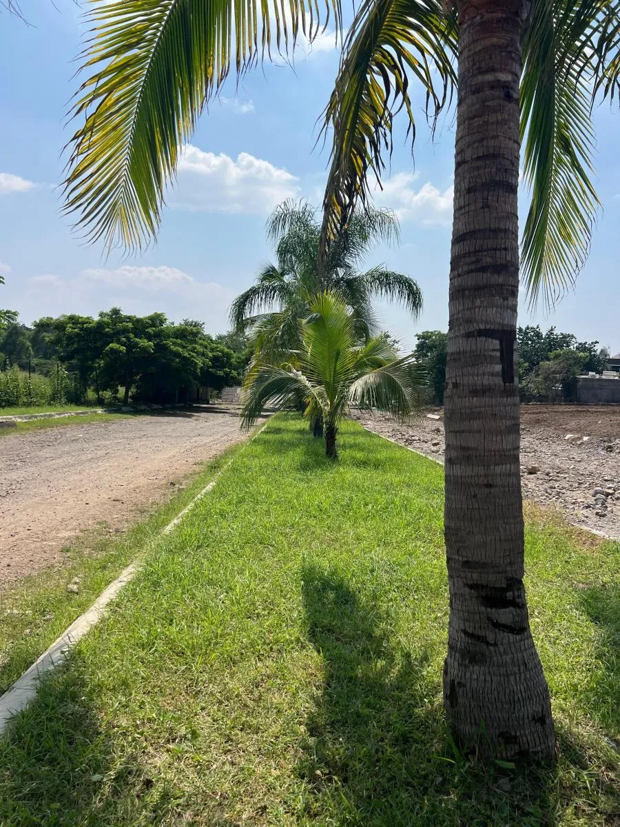 Camellón con palmeras en la zona de Lagunas Bari